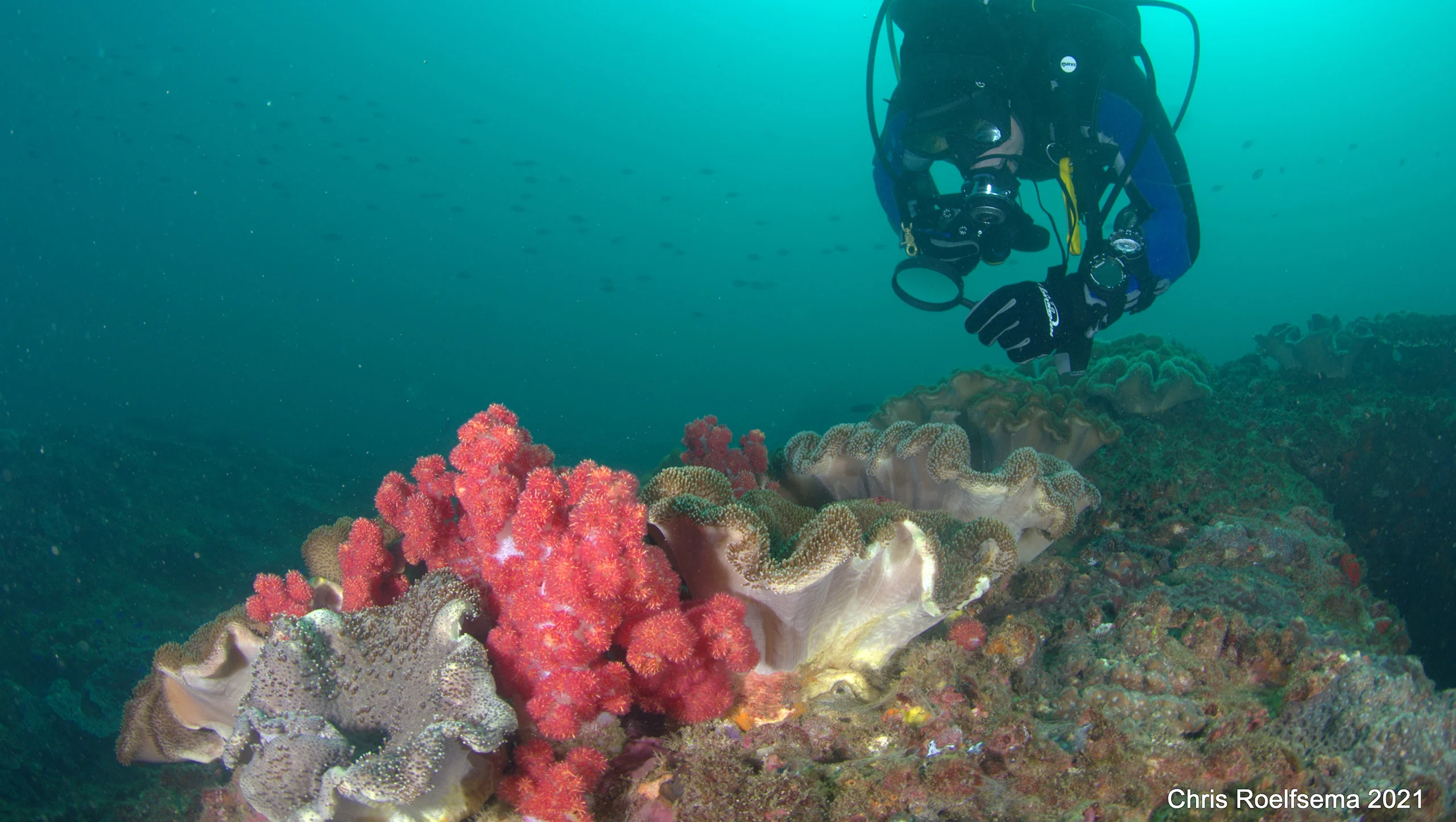 A scuba diver examining brightly coloured coral on a reef