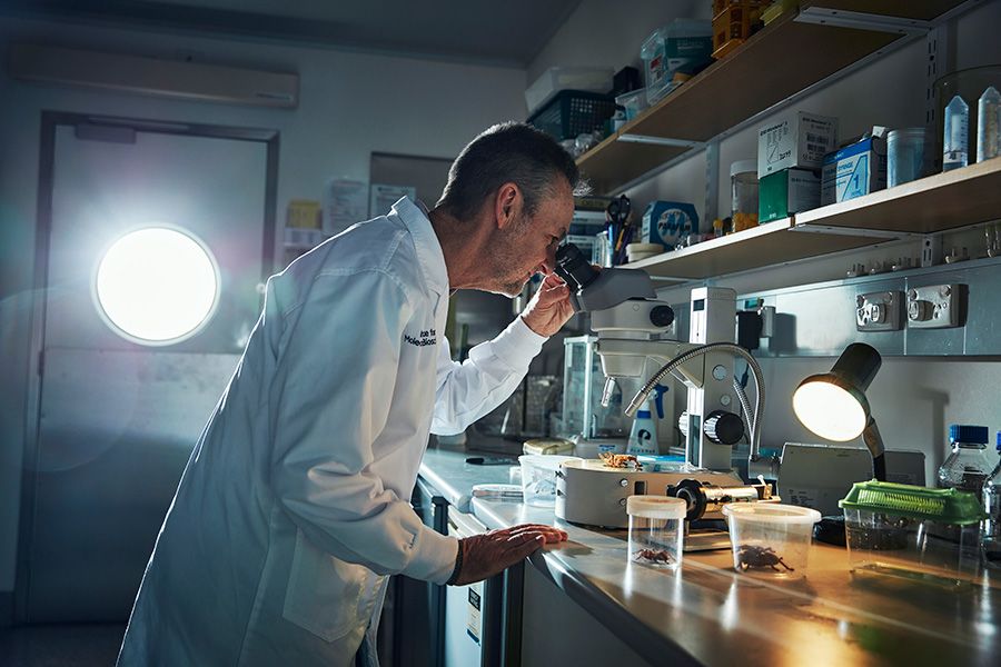 Glenn King using a microscope to examine a large, hairy spider. Other spiders are stored in plastic containers on the desk in the laboratory