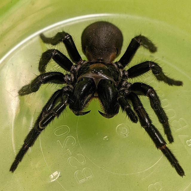 A dark-coloured funnel-web spider in a plastic container