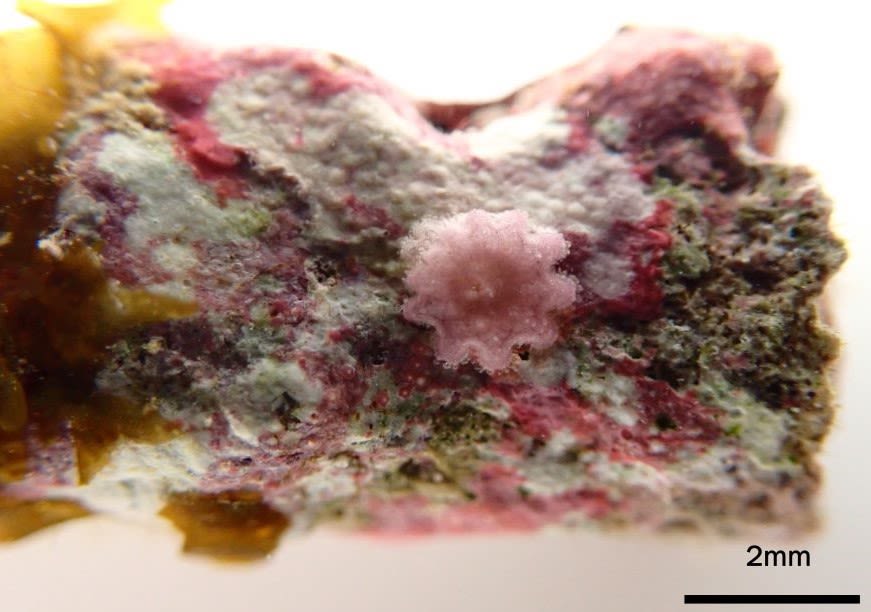 A star-shaped pink blob on a colourful rock-like surface