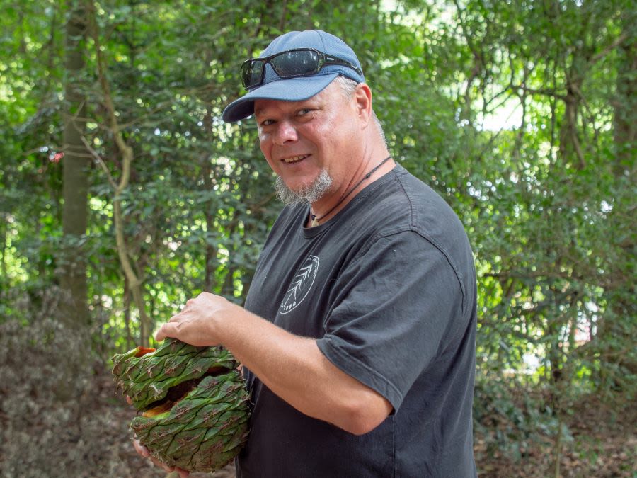 A man standing in bushland holding a large bunya nut while smiling
