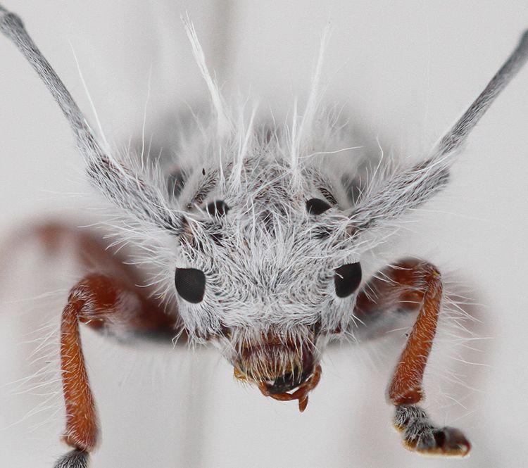 The beetle's face