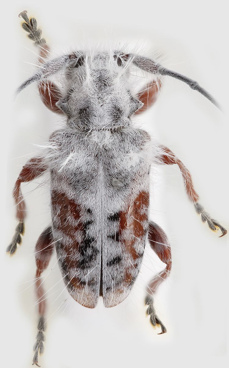 Looking down on the beetle