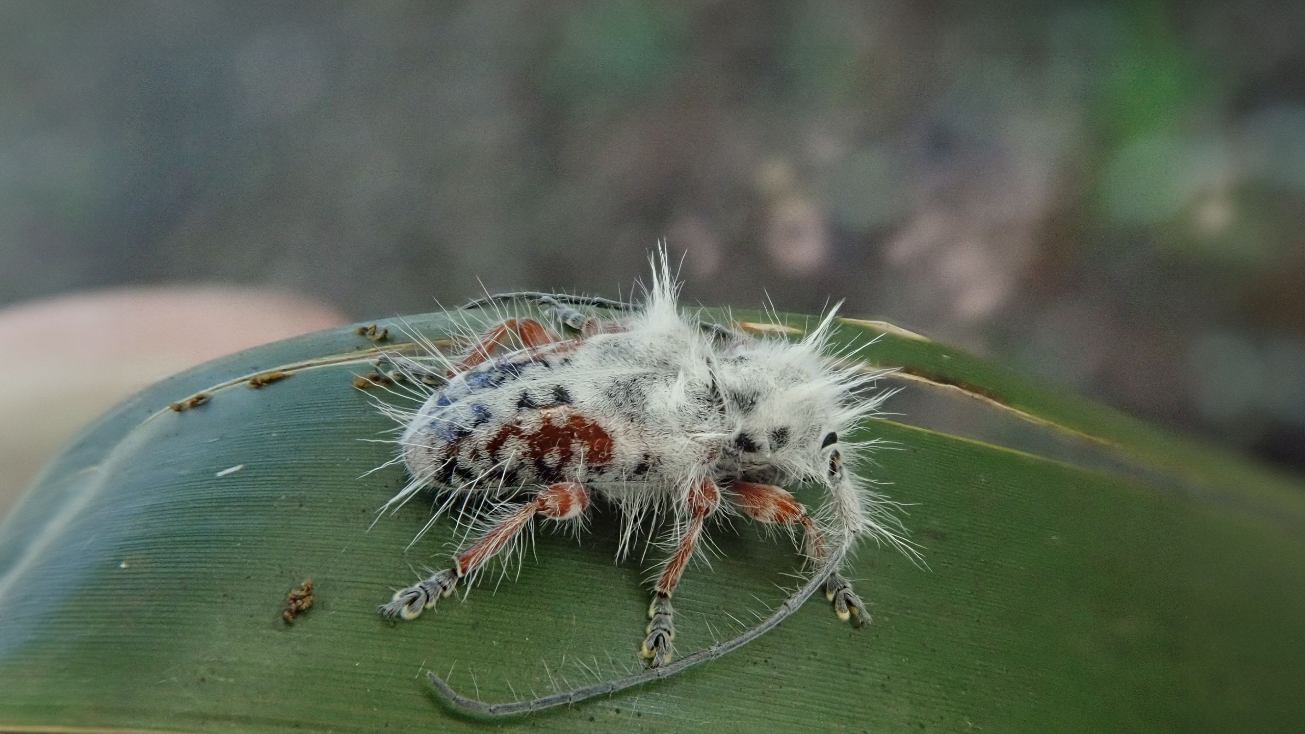 Fluffy beetle on a leaf.