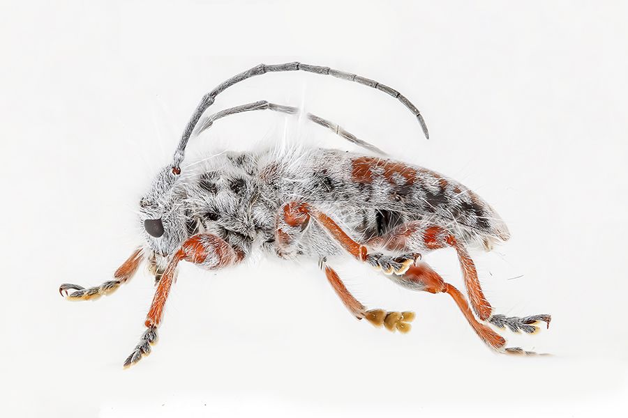 Full length image of the beetle