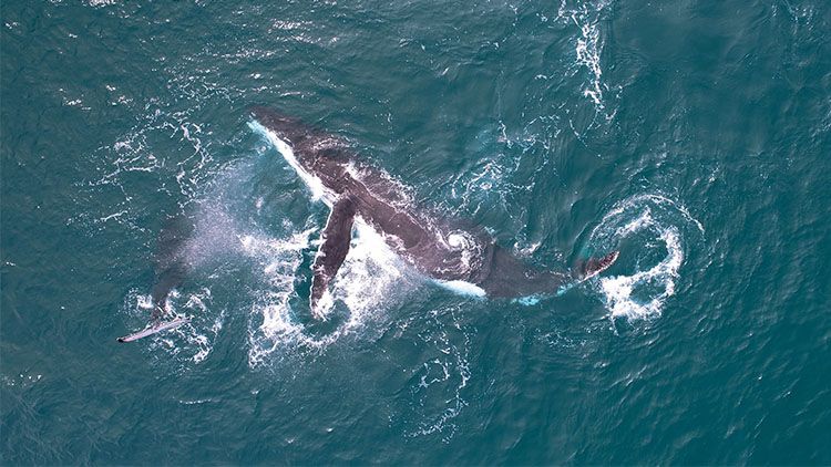 An aerial photo of a whale, turned on its side on the surface of the ocean