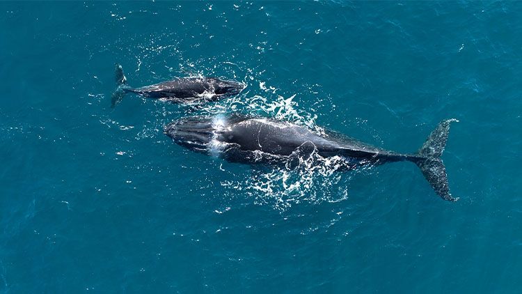 An aerial photo of a whale mother and calf in the ocean