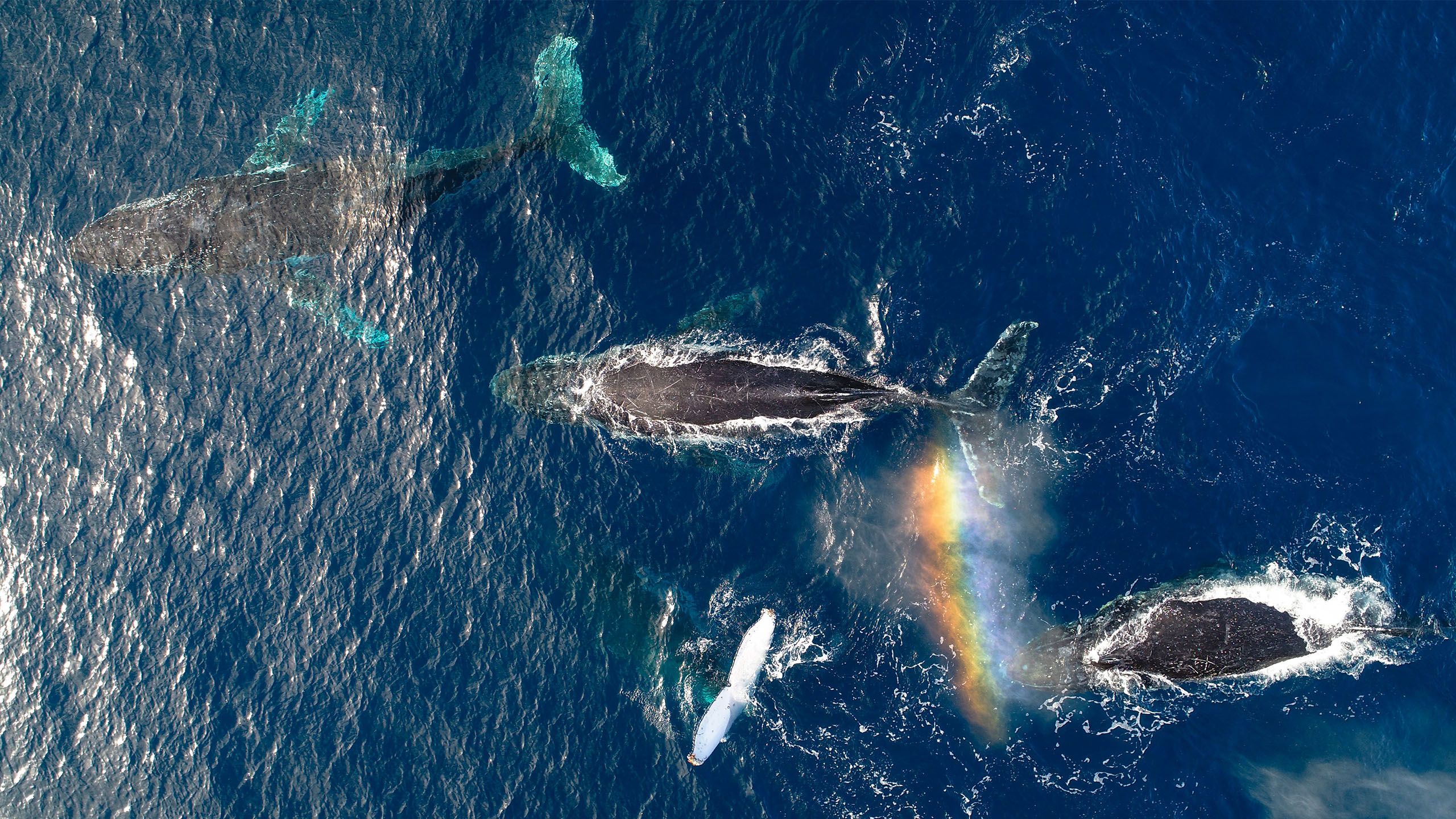 An aerial photo of a pod of whales with a small rainbow visible, against dark blue water.