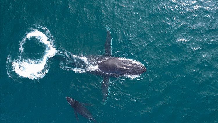 An aerial photo of a mother and baby humpback whale in the ocean
