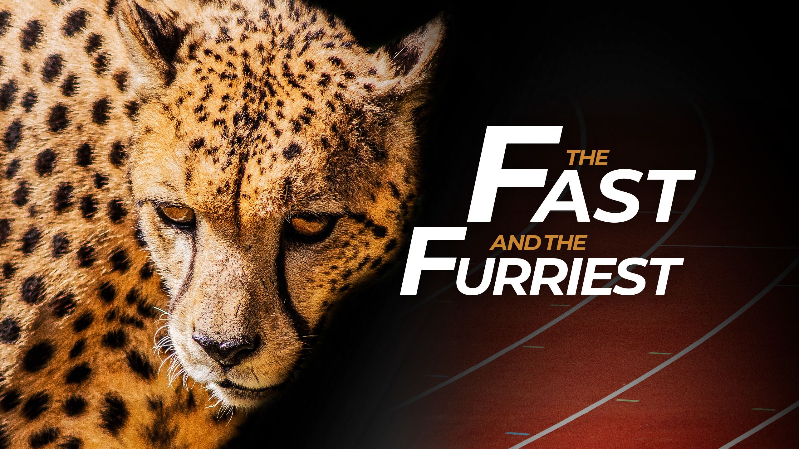 An image of a cheetah overlaid on a running track. A headline reads: The fast and the furriest.