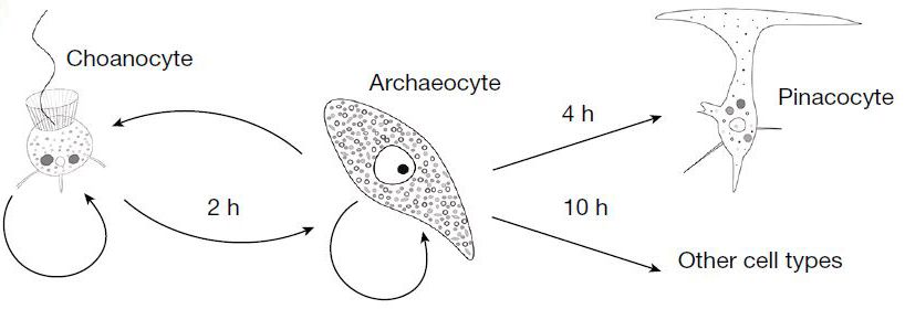 Summary diagram of celltype transition in the Amphimedon Queenslandica juvenile