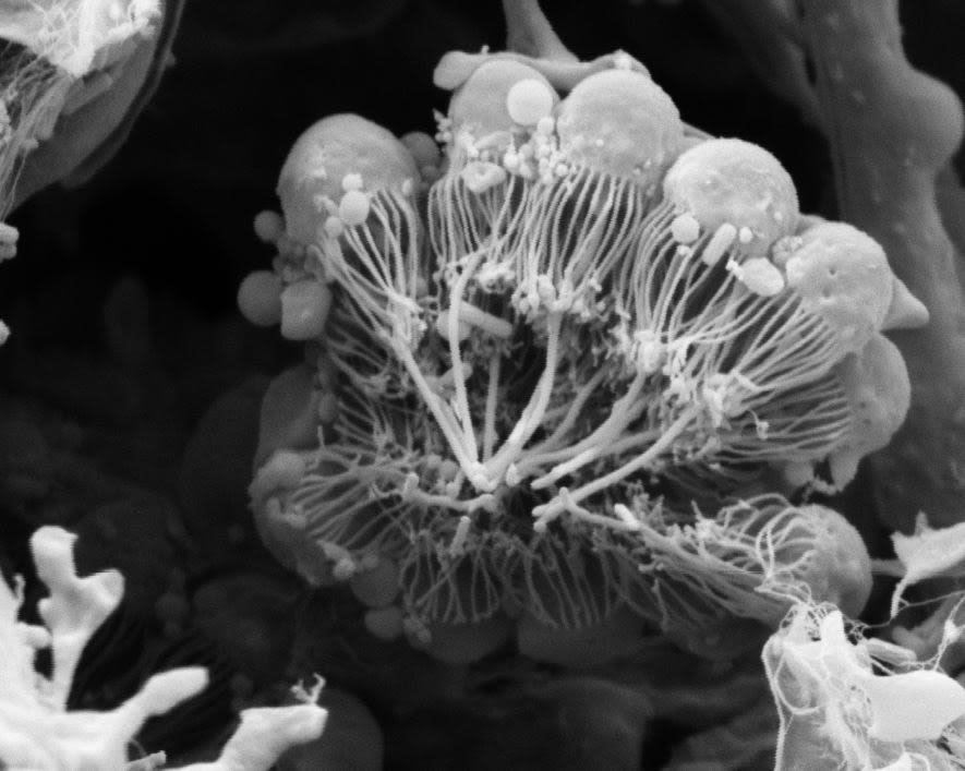 Scanning electron microscopy image of an Amphimedon queenslandica intact chonanocyte chamber in which many individual choanocytes are visible.