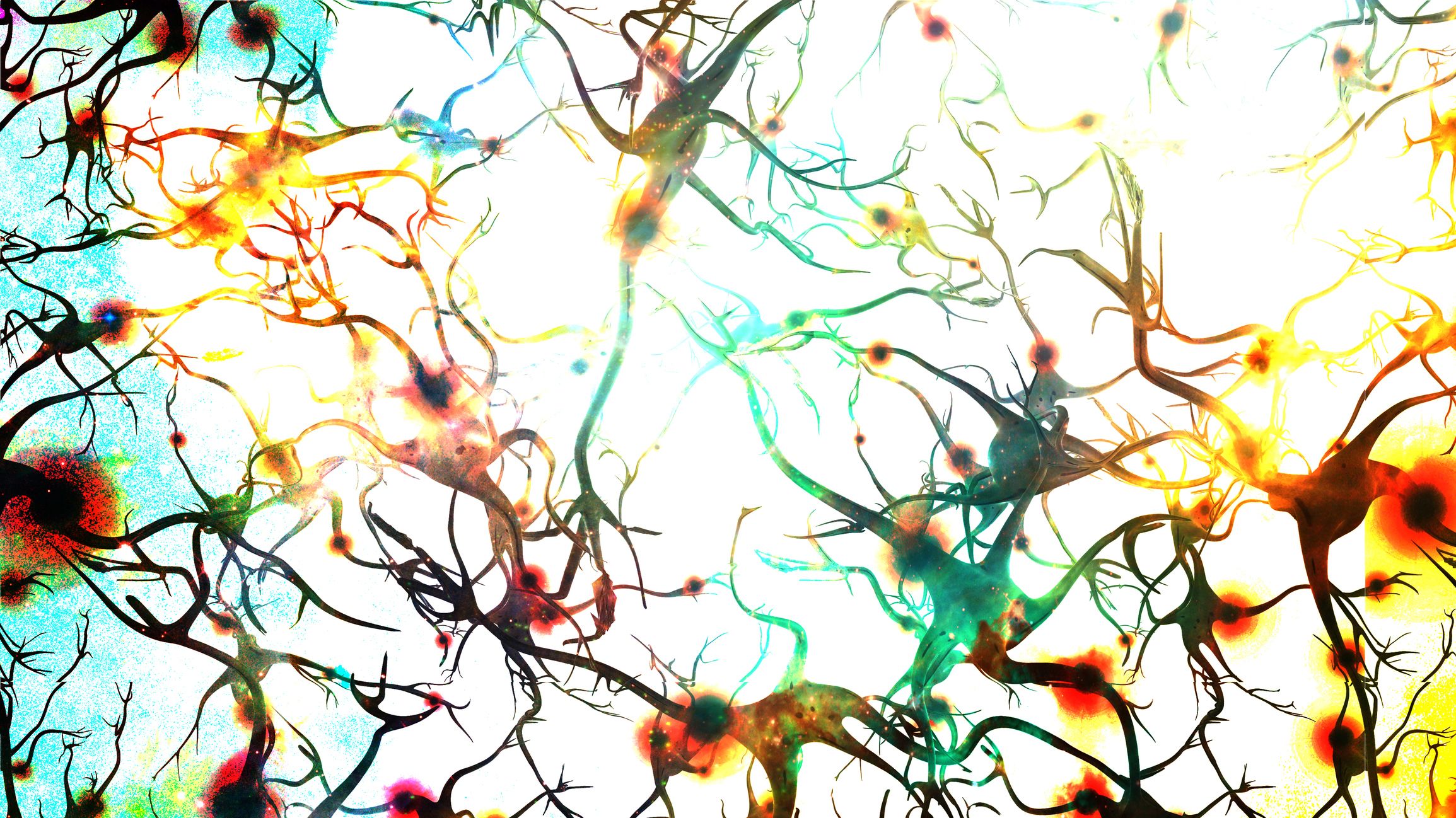 Neurons, stained different colours