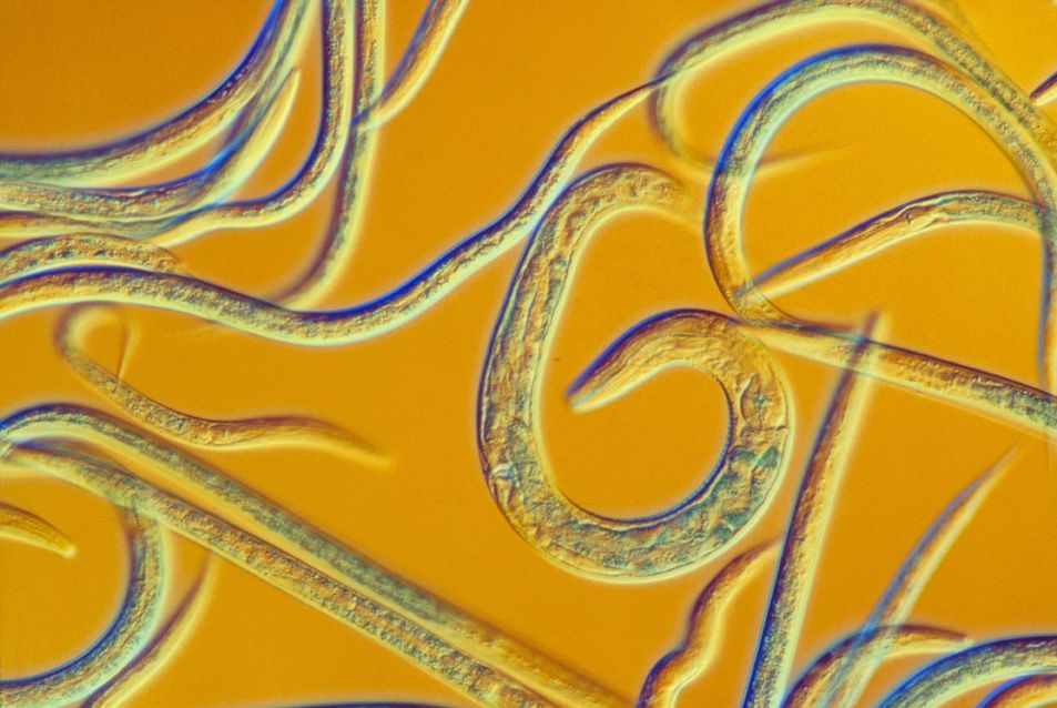 C.elegans, roundworms viewed under the microscope on yellow background