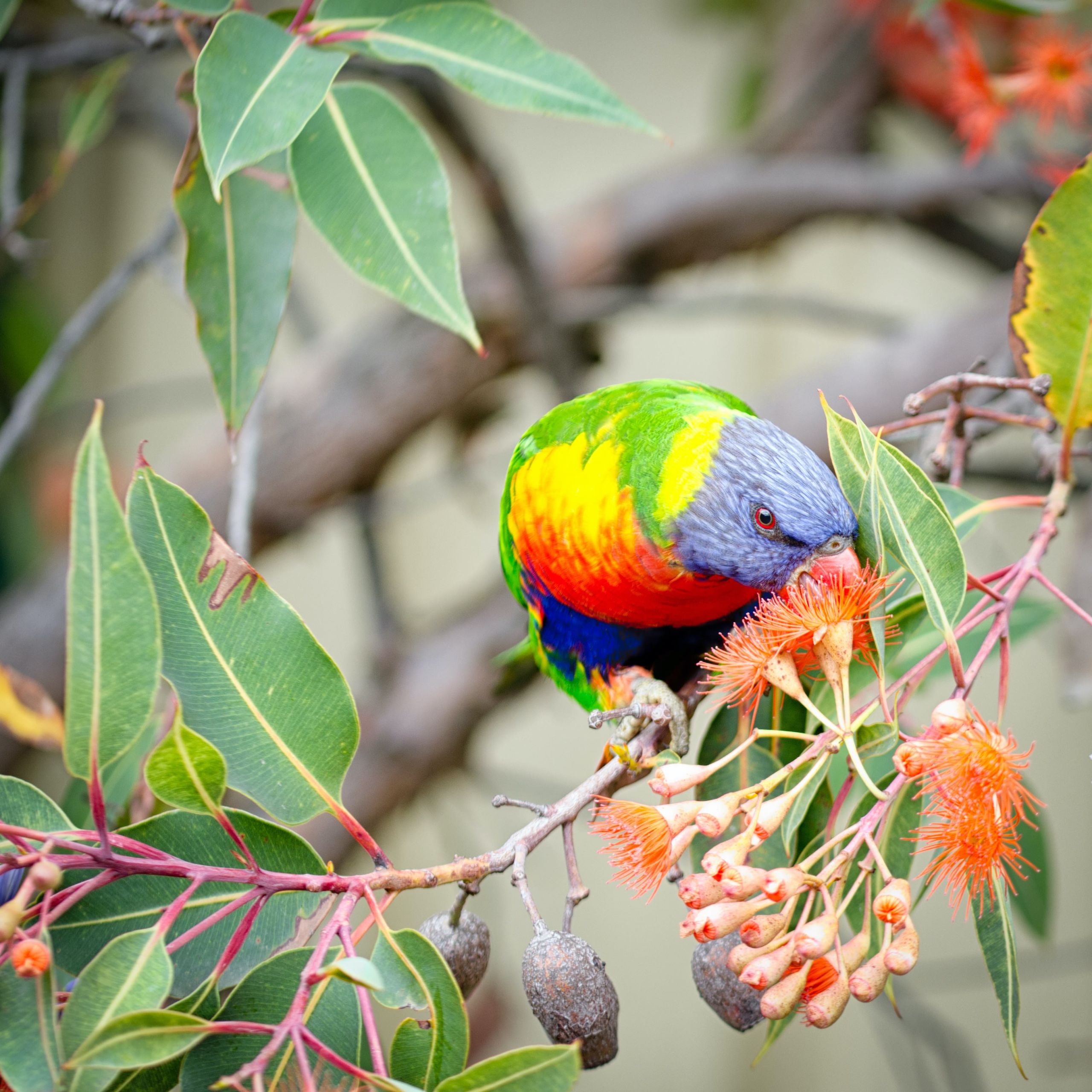 An image of a rainbow lorikeet feeding.