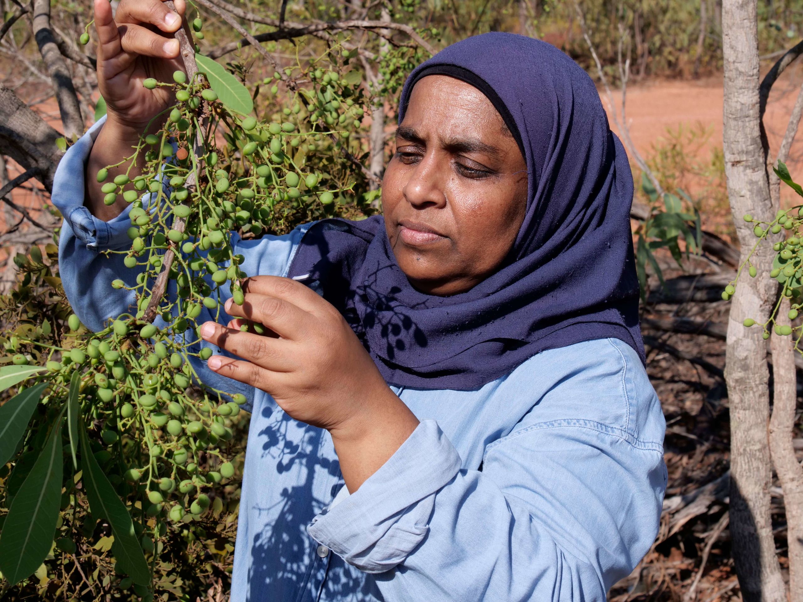 UQ bush food researcher Associate Professor Yasmina Sultanbawa inspects nearly ripe green plum growing near Gulkula nursery in Gove, north-east Arnhem Land, NT, Australia. Margaret Puls © UQ
