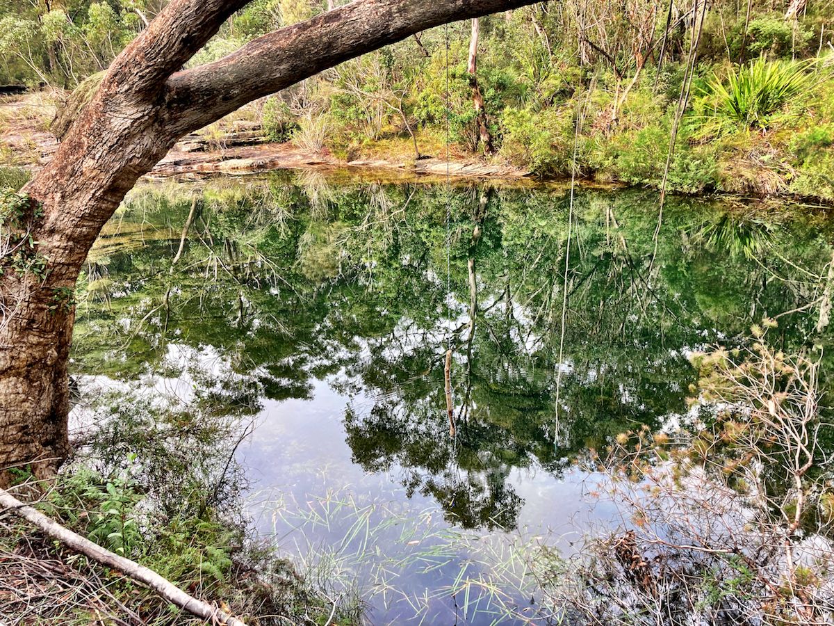 Image of riparian vegetation.
