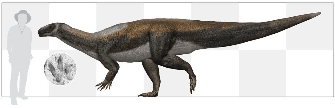 Digital scale of a 1.8m person to the Ipswich sauropodomorph dinosaur.