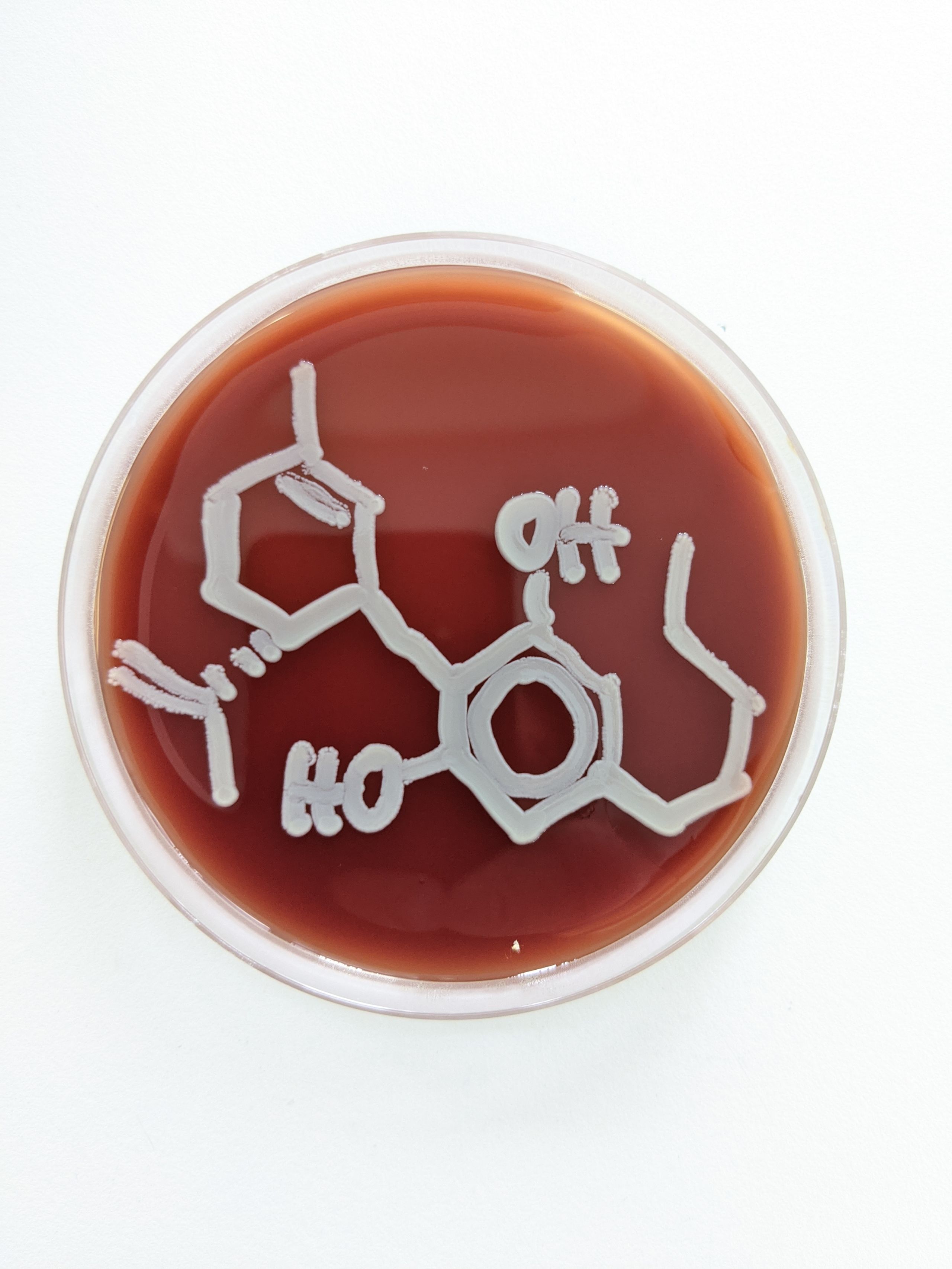 Petri dish with CBD molecular structure.