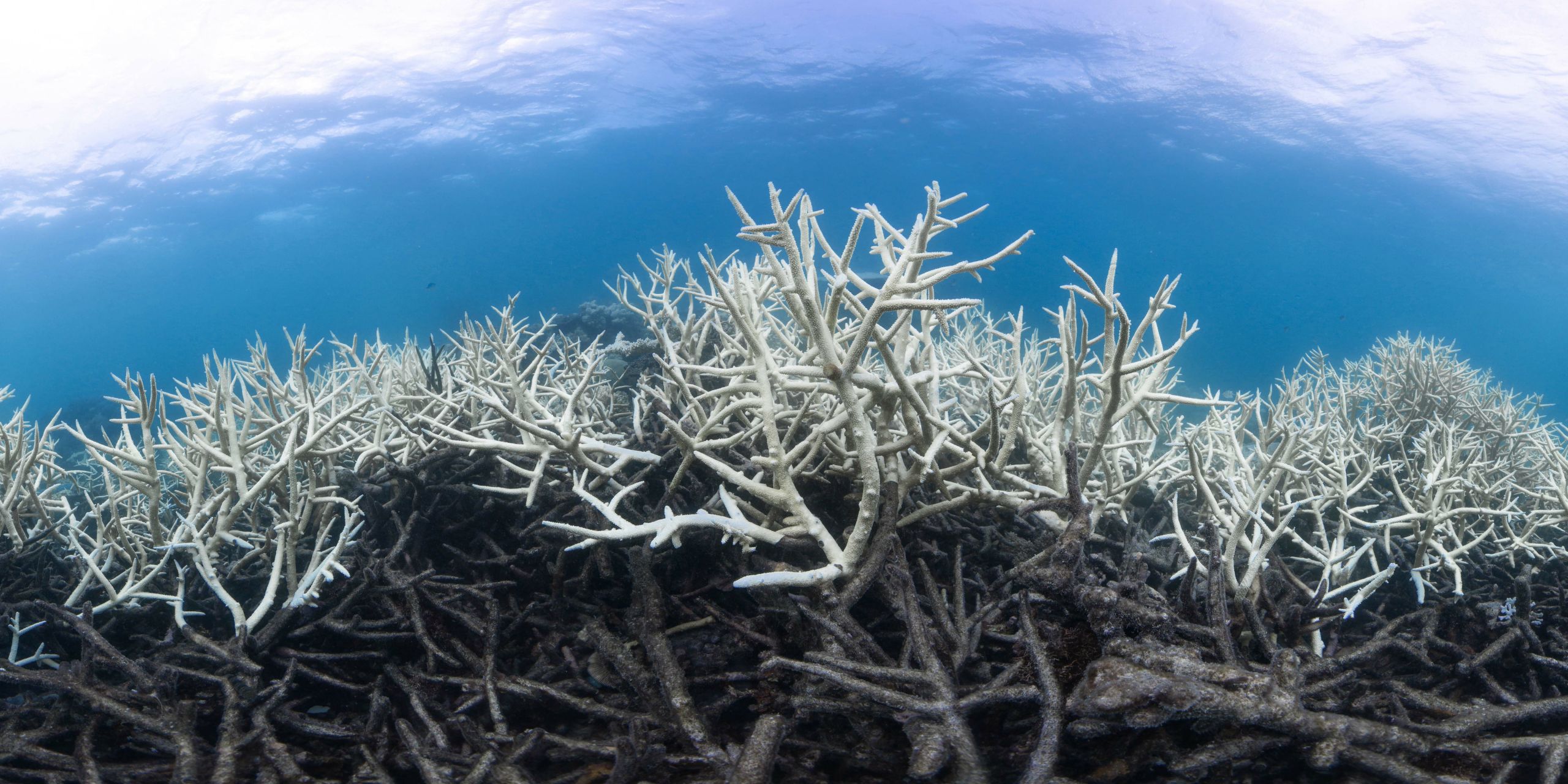 Dead coral in the Great Barrier Reef.