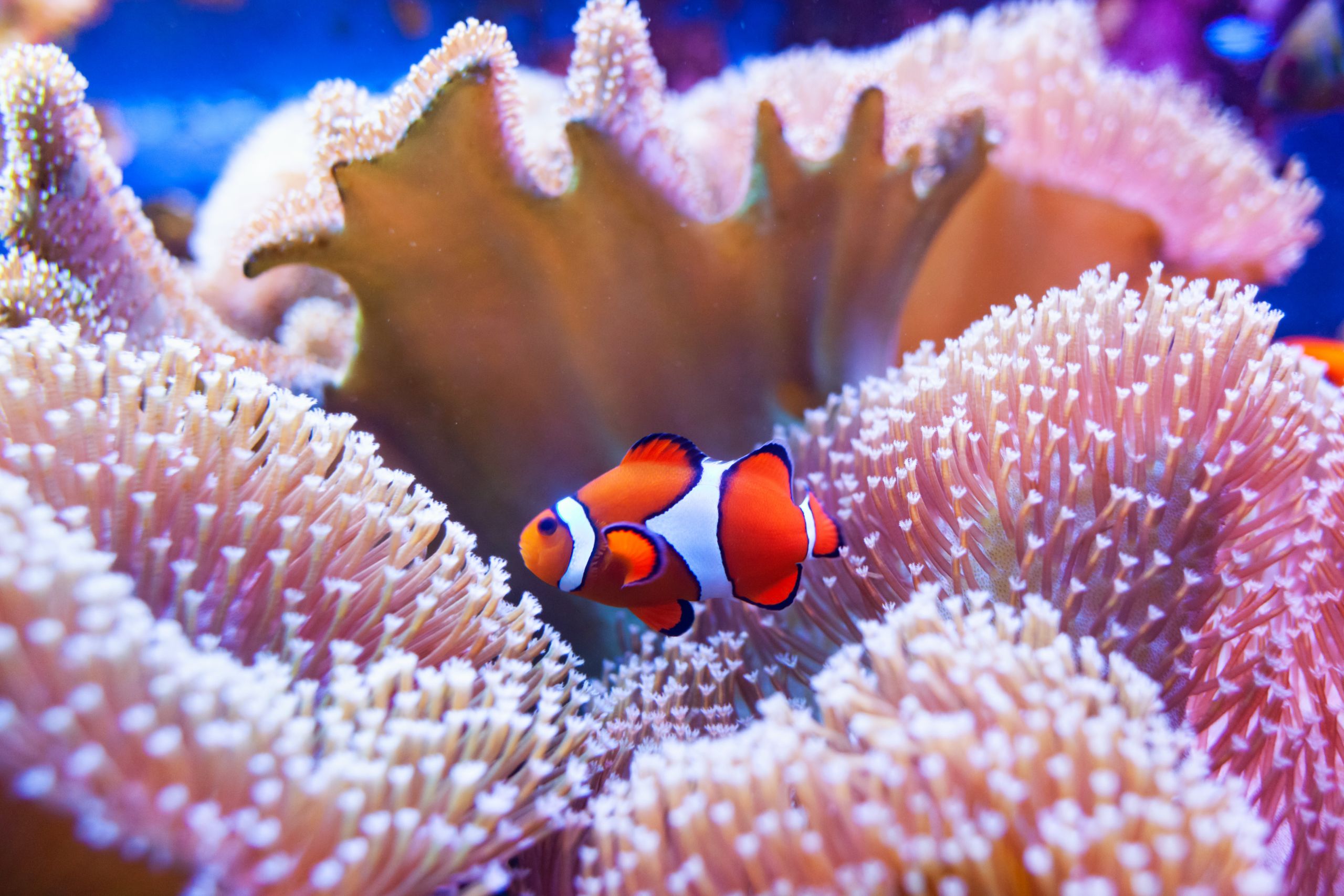 Clown fish swimming in coral.