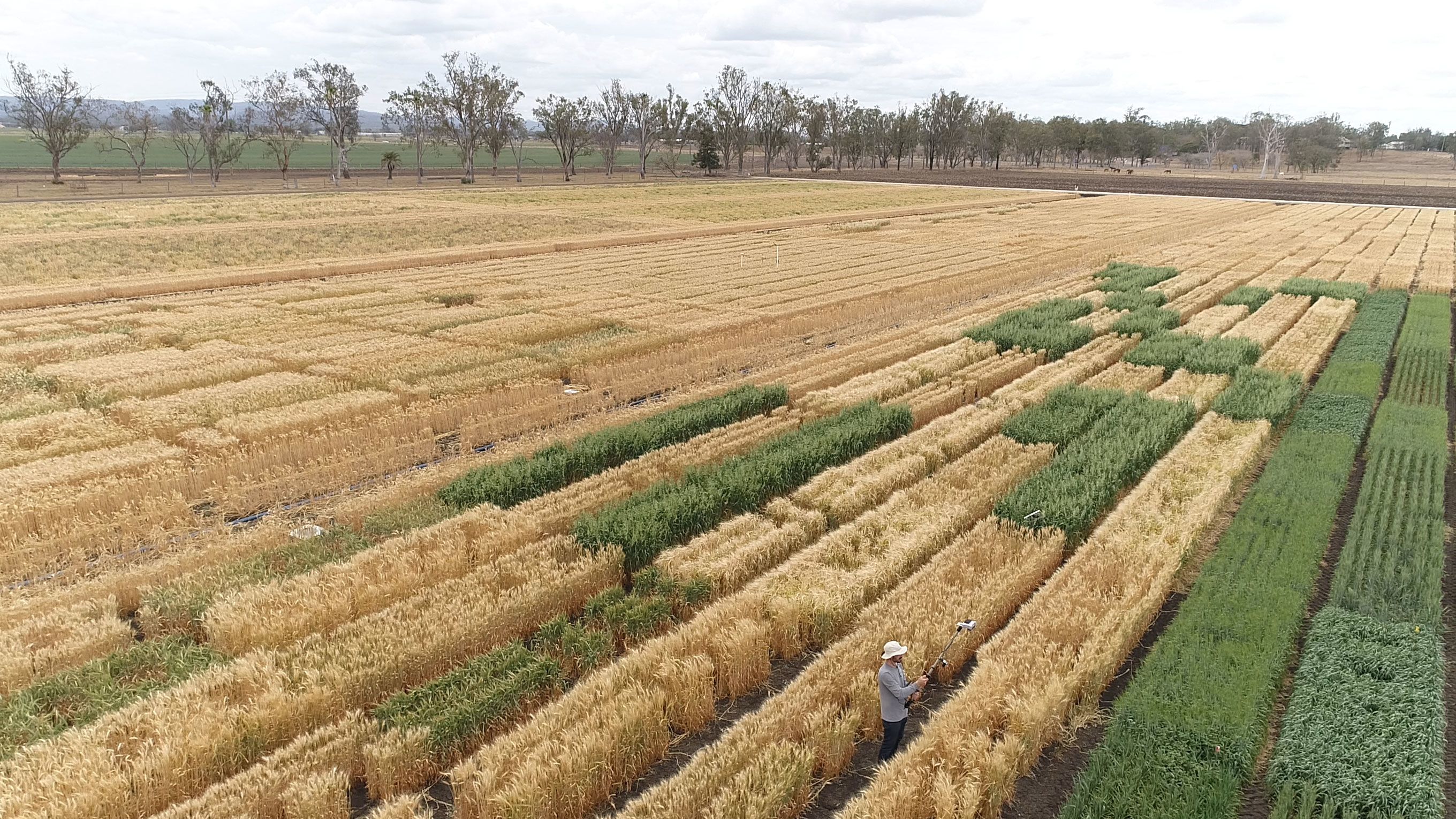 Person in crop field analysing plants