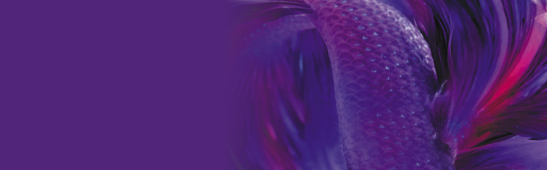 Background image: fish scales on purple background
