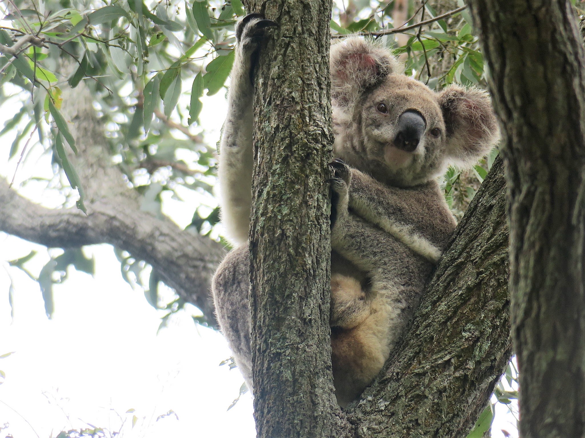 A koala in a tree