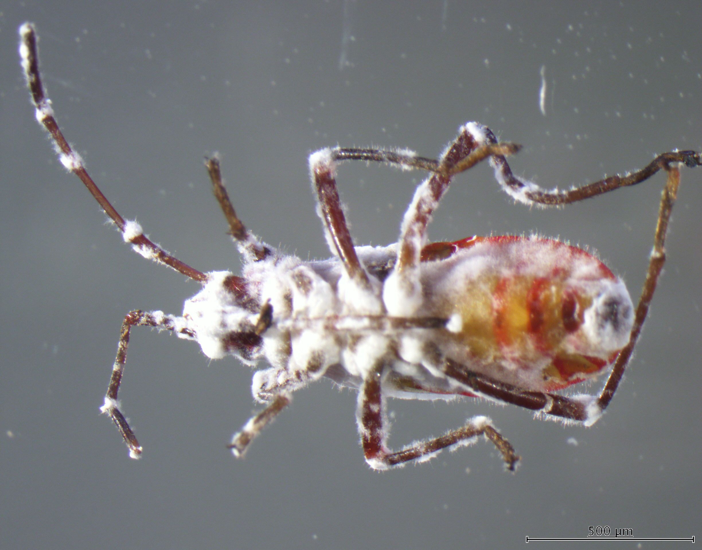Cotton stainer bug infected by B. bassiana collected from UQ lake soil. Image: Dr Leela Maya Rizal