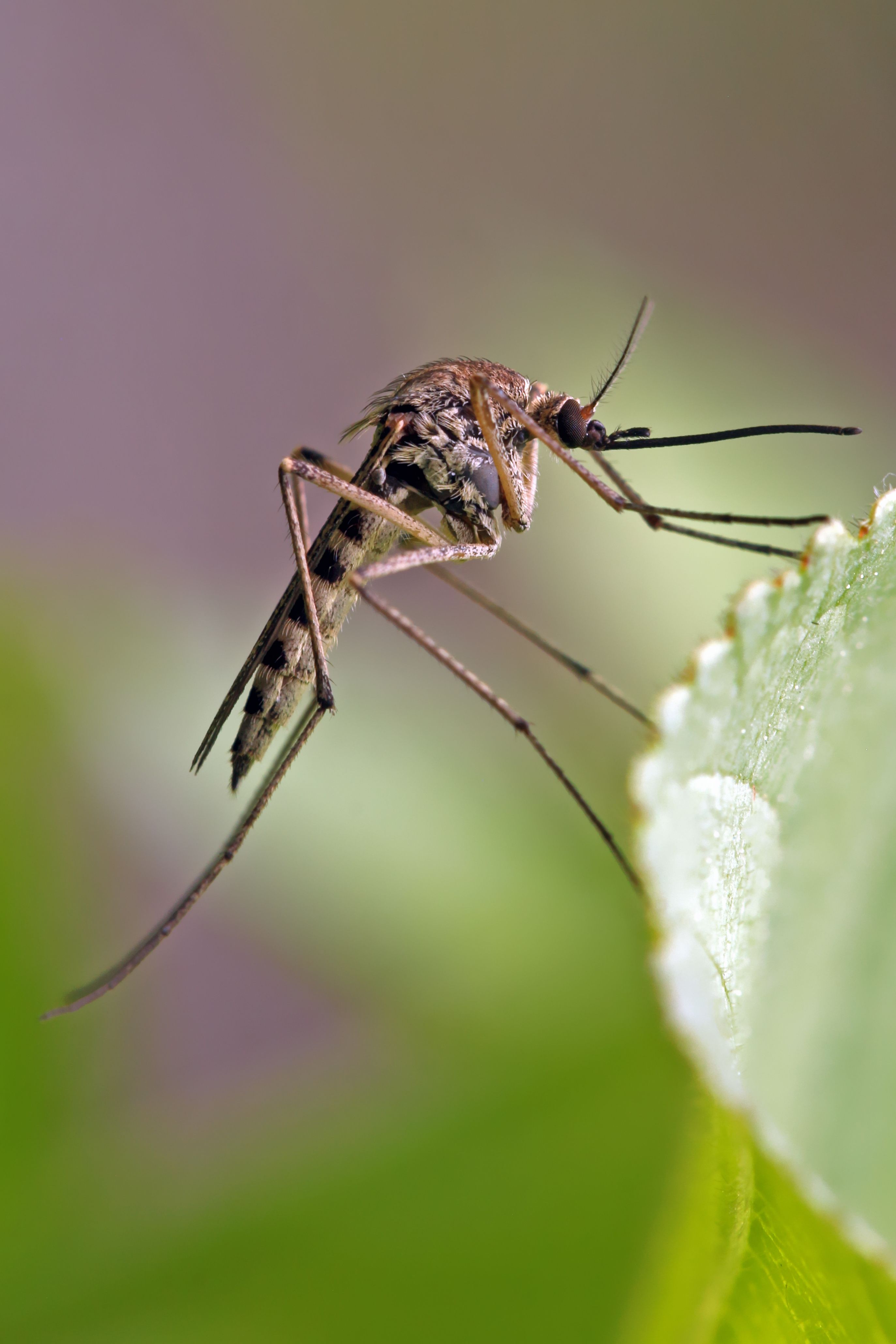 A mosquito resting on grass