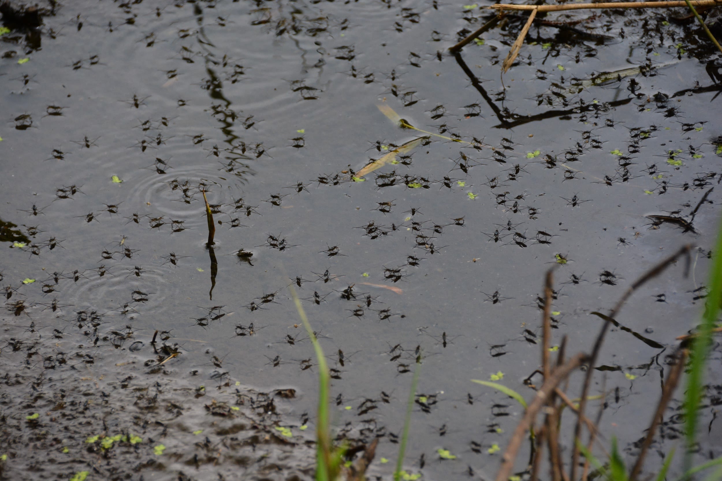 Mosquitos on water