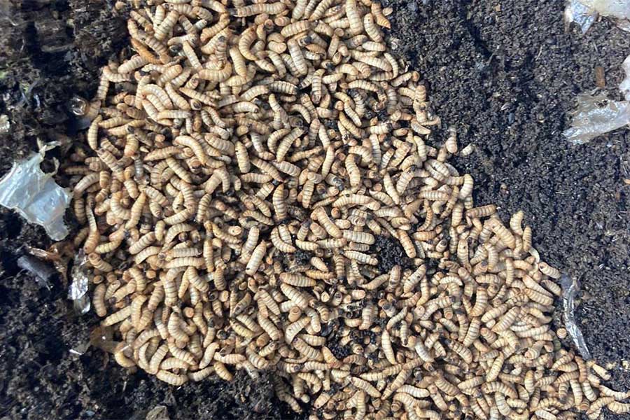 Many black soldier fly larvae in dirt