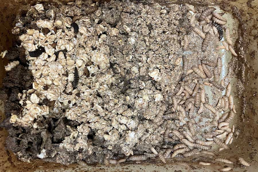 A tub containing small numbers of black soldier fly larvae and composted soil
