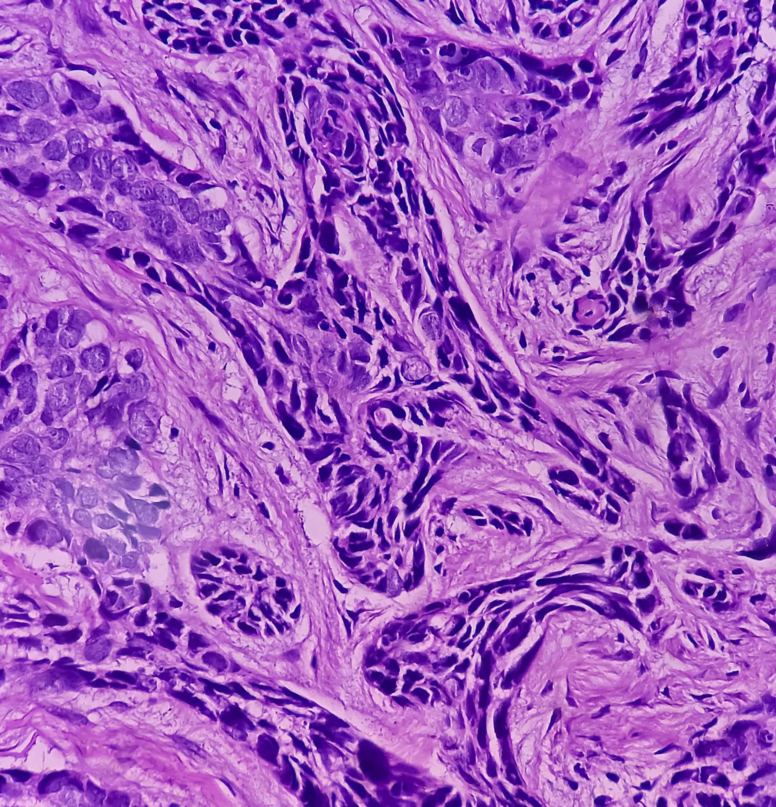 Cell tissue on slide