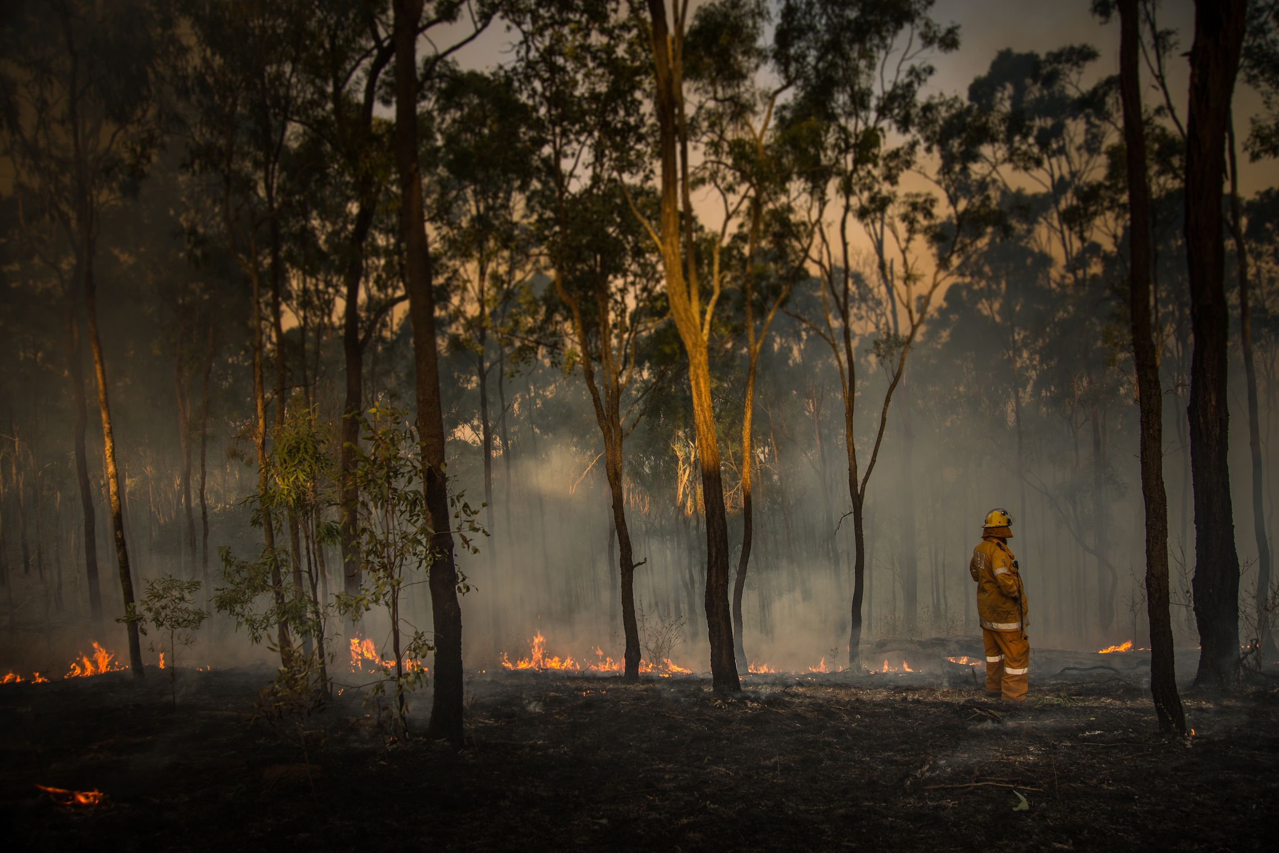 A Queensland Rural Fire Brigade volunteer inspects damage to bushland.
