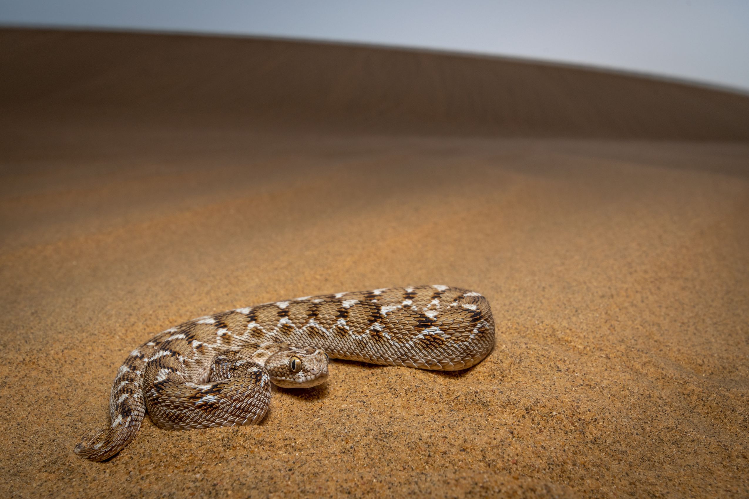 A saw-scaled viper in its sand dune habitat of Jaisalmer, Rajasthan, India. Image: Adobe Stock/Soumabrata Moulick