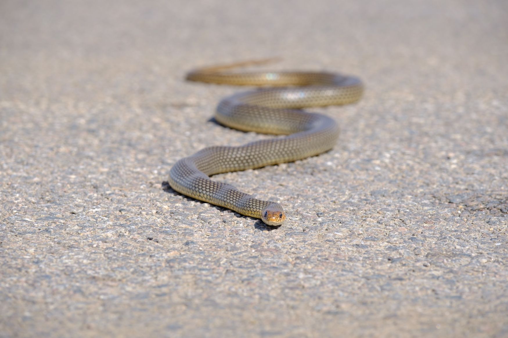 An eastern brown snake crossing a road. Image: Adobe Stock/Aloshin Evgeniy