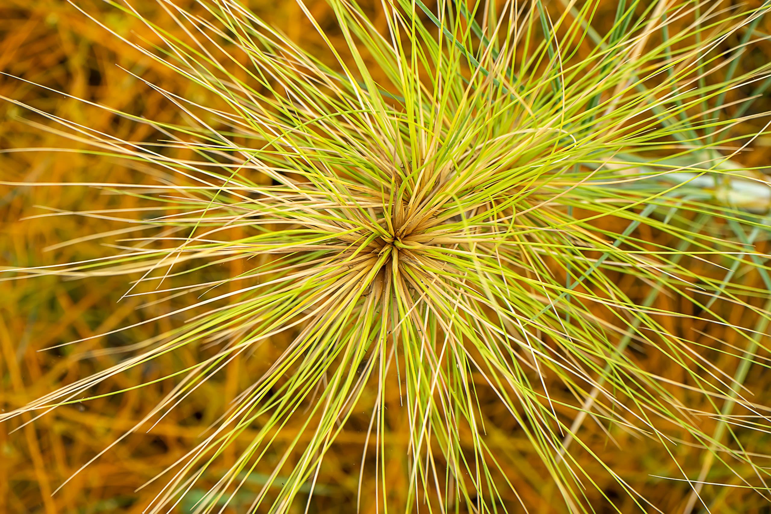 Spinifex