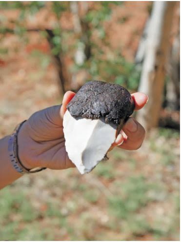 Spinifex resin used as an adhesive to make a stone tool.