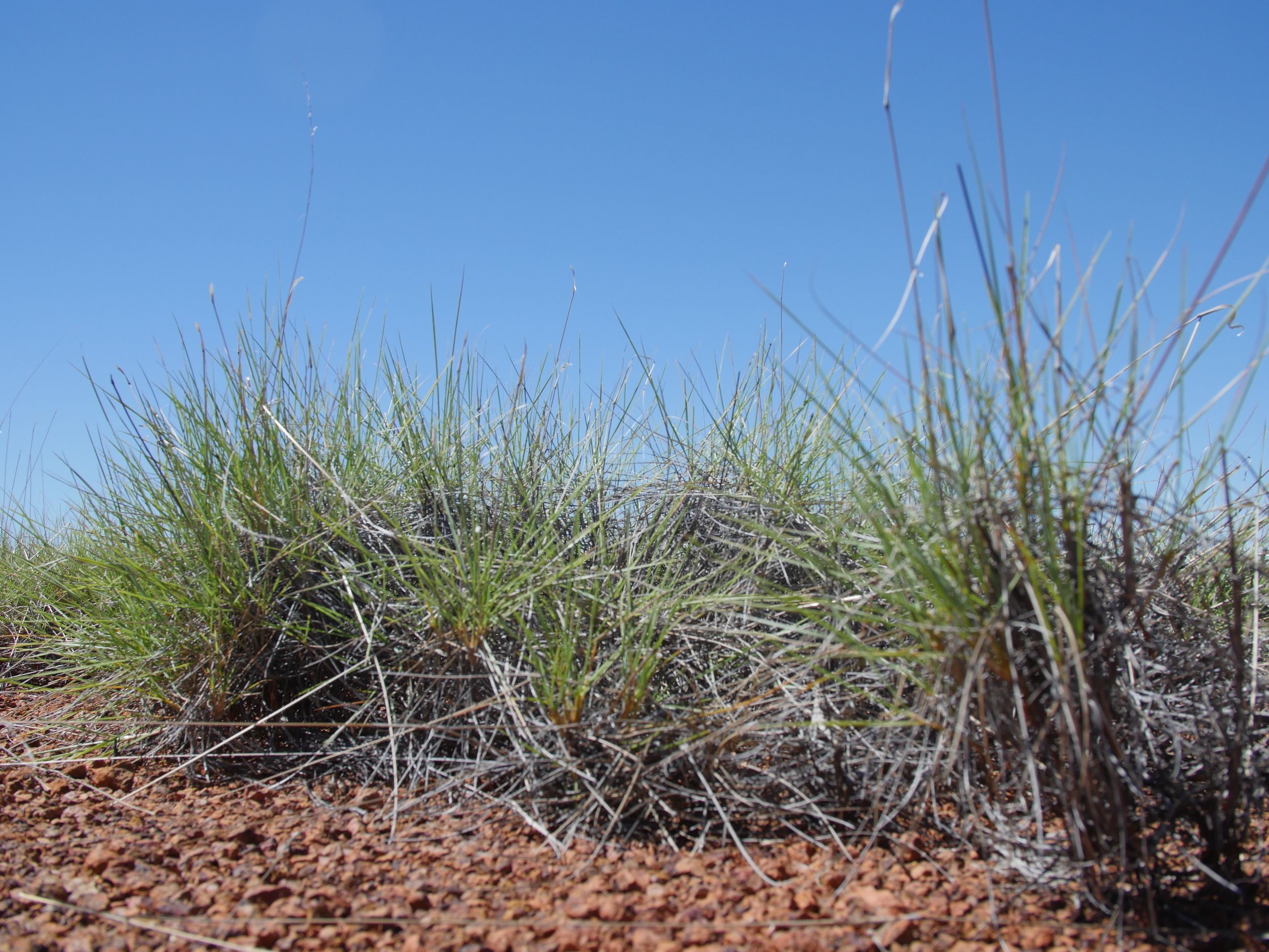 Spinifex