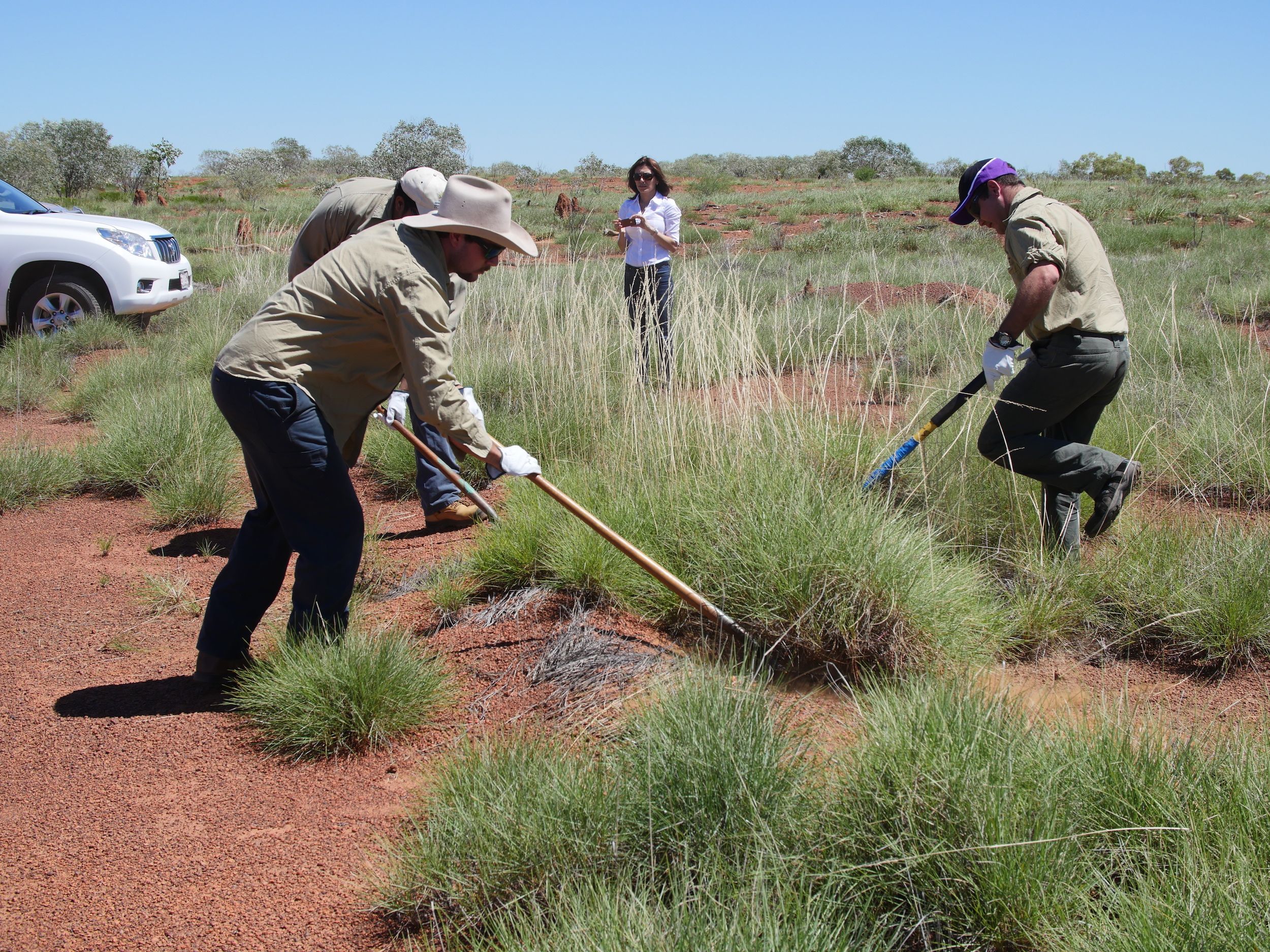 Spinifex farming