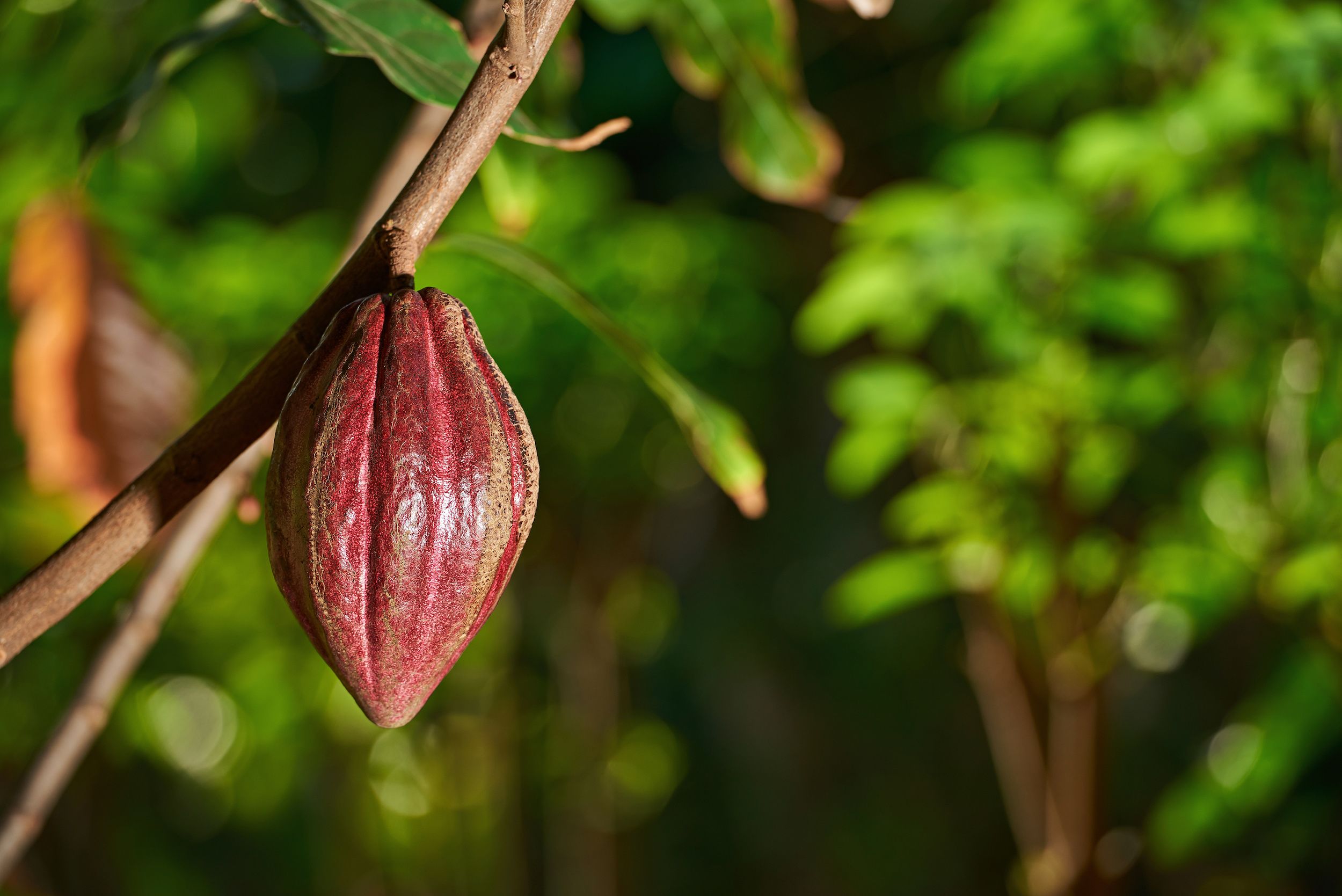 Cacao farm plantation