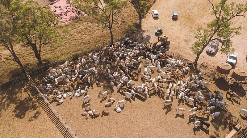 A drone image of a cattle mob.