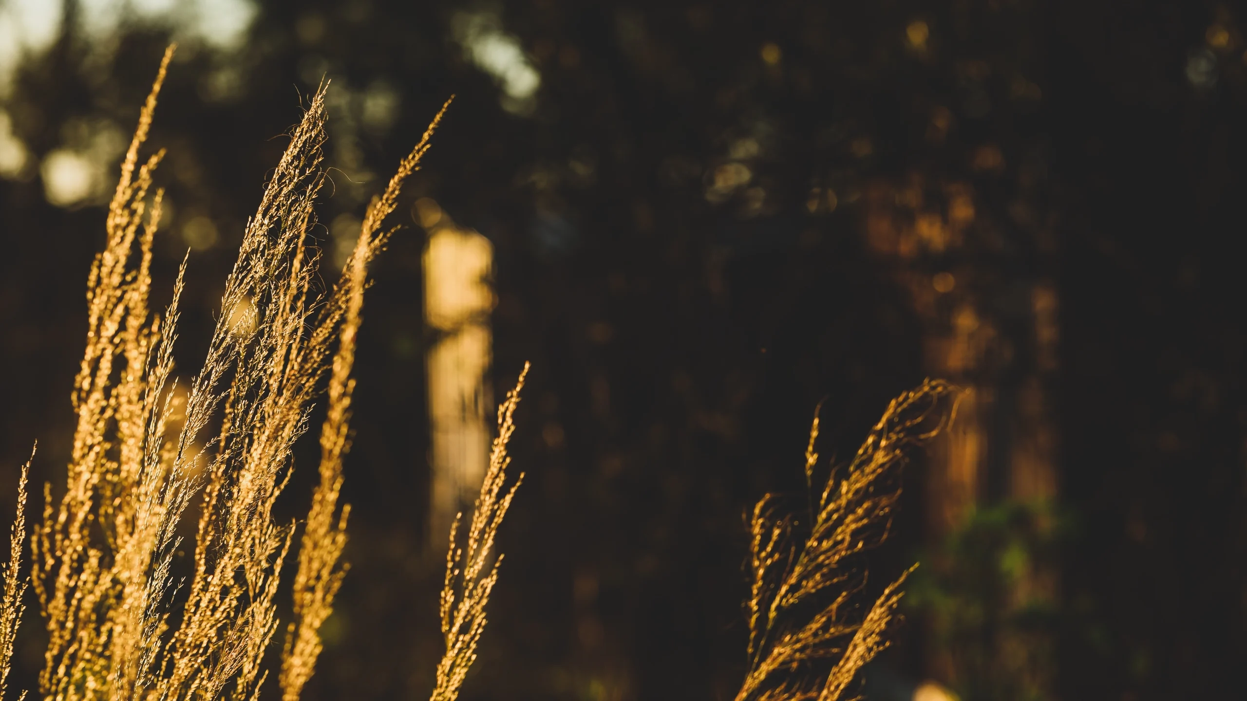 Dry grass on an Australian farm with golden tones from sunshine