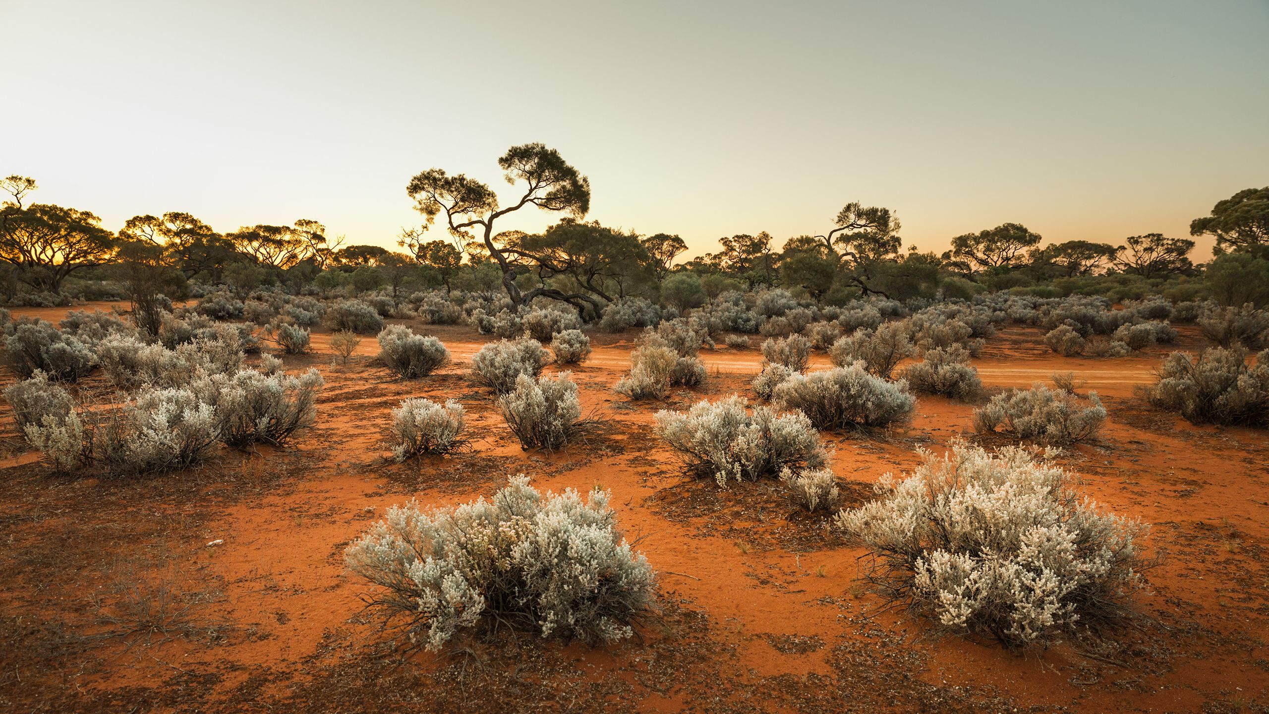 Trees and Maireana sedifolia (Pearl bluebush) in the desert at sunset