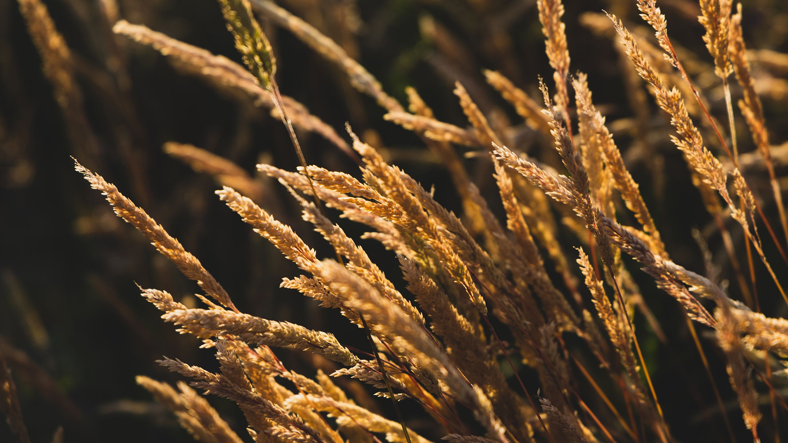 Soft focused grass on a sunny day in a meadow