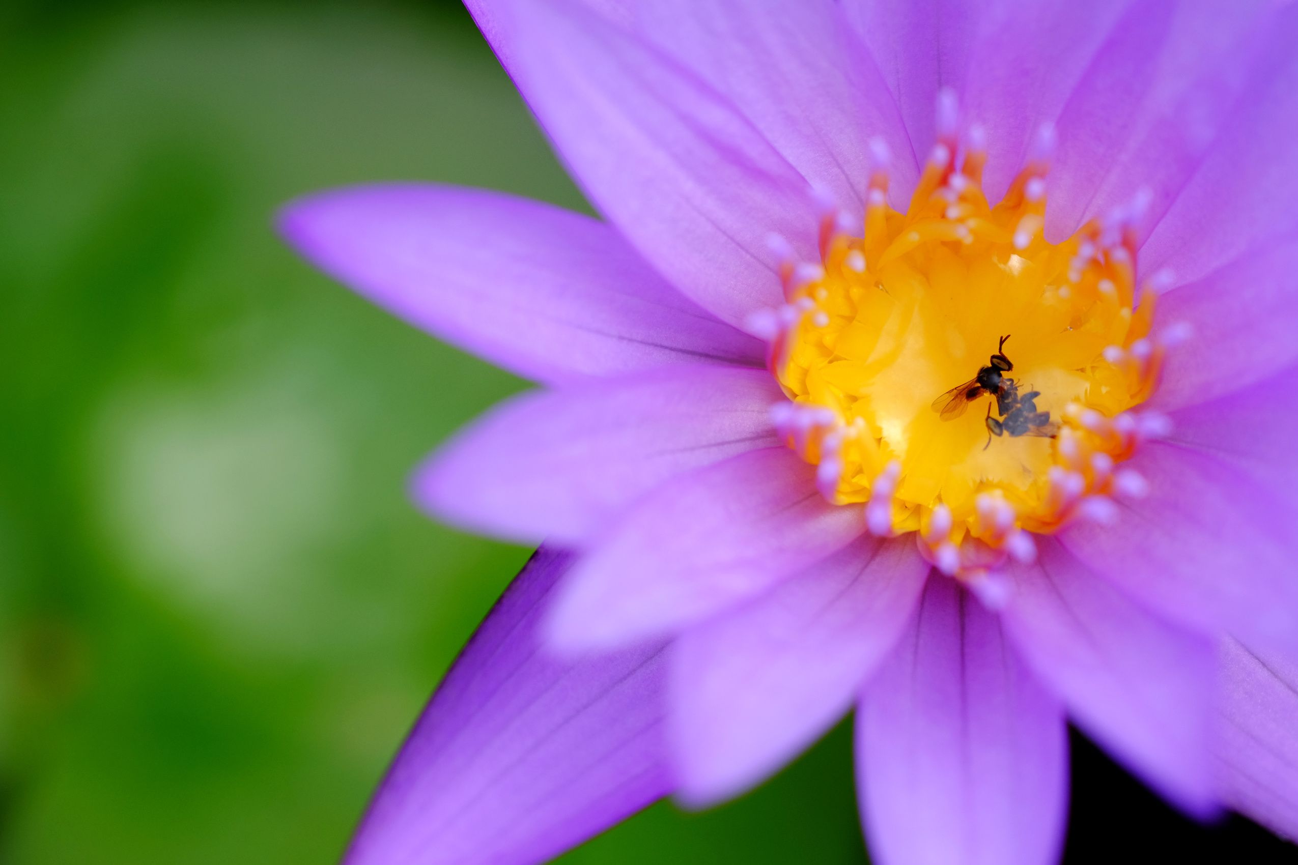 A stingless bee on a purple lotus flower. Image: Adobe Stock/srckomkrit