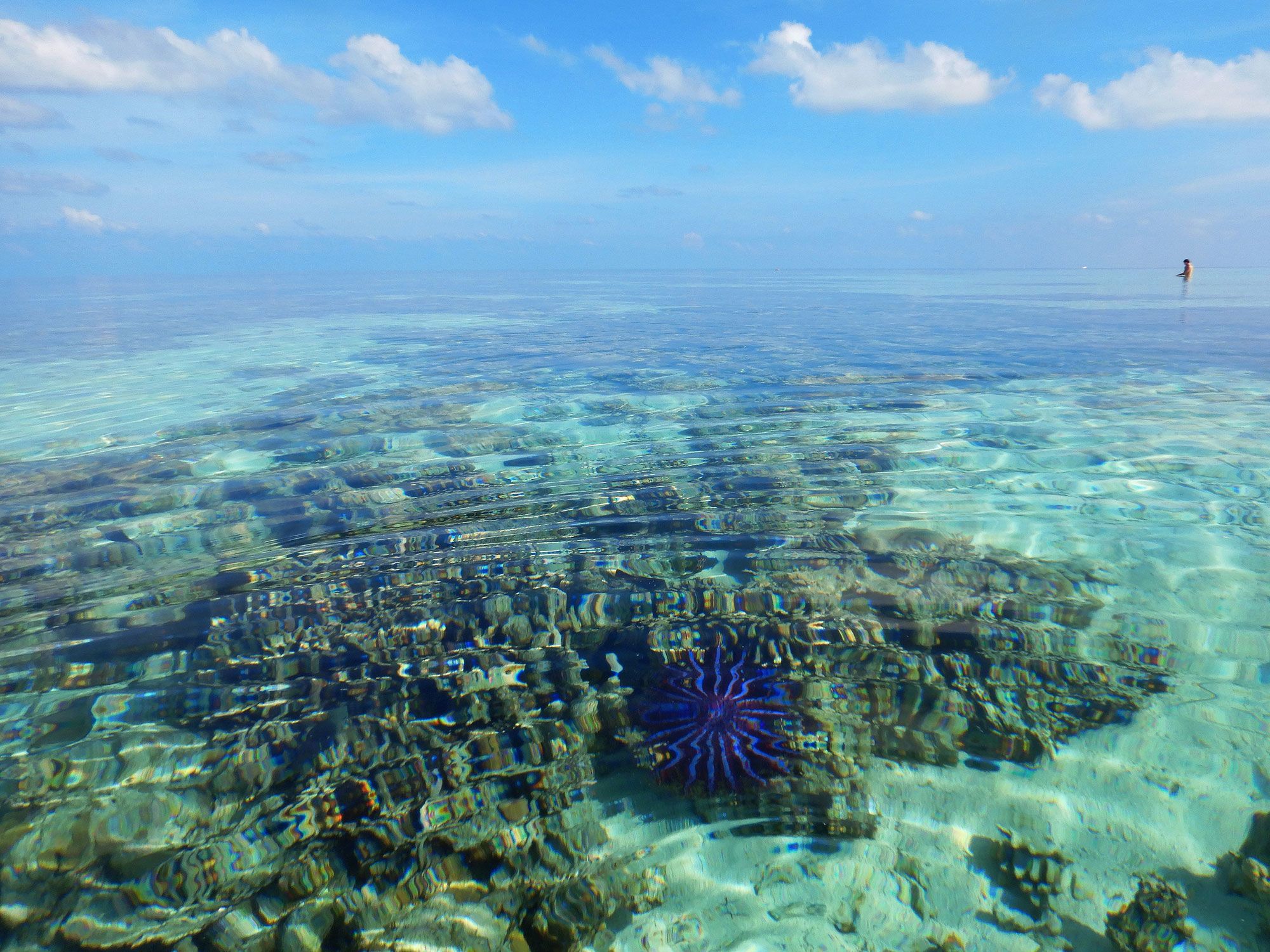 Crown of thorns starfish in shallow clear water.
