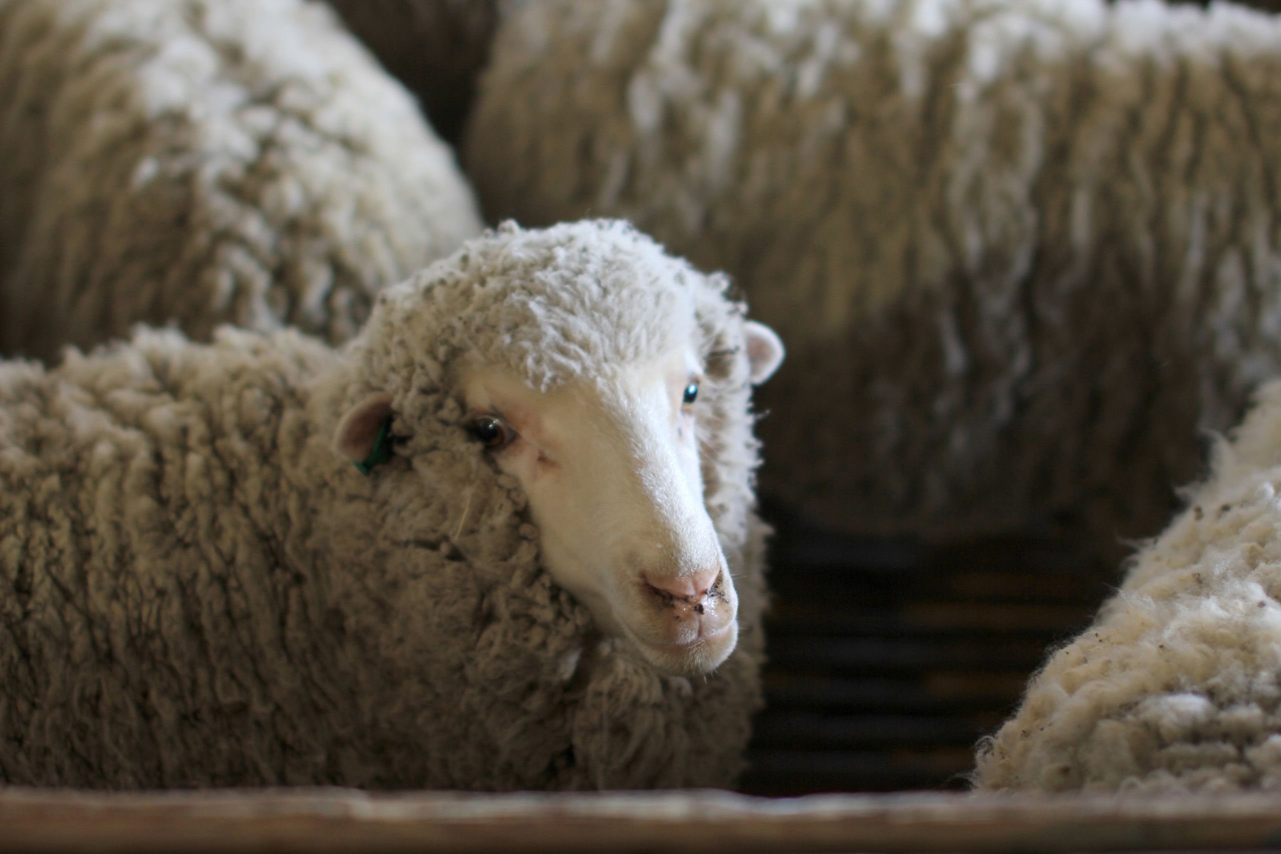 Close shot of white sheep looking towards the camera.
