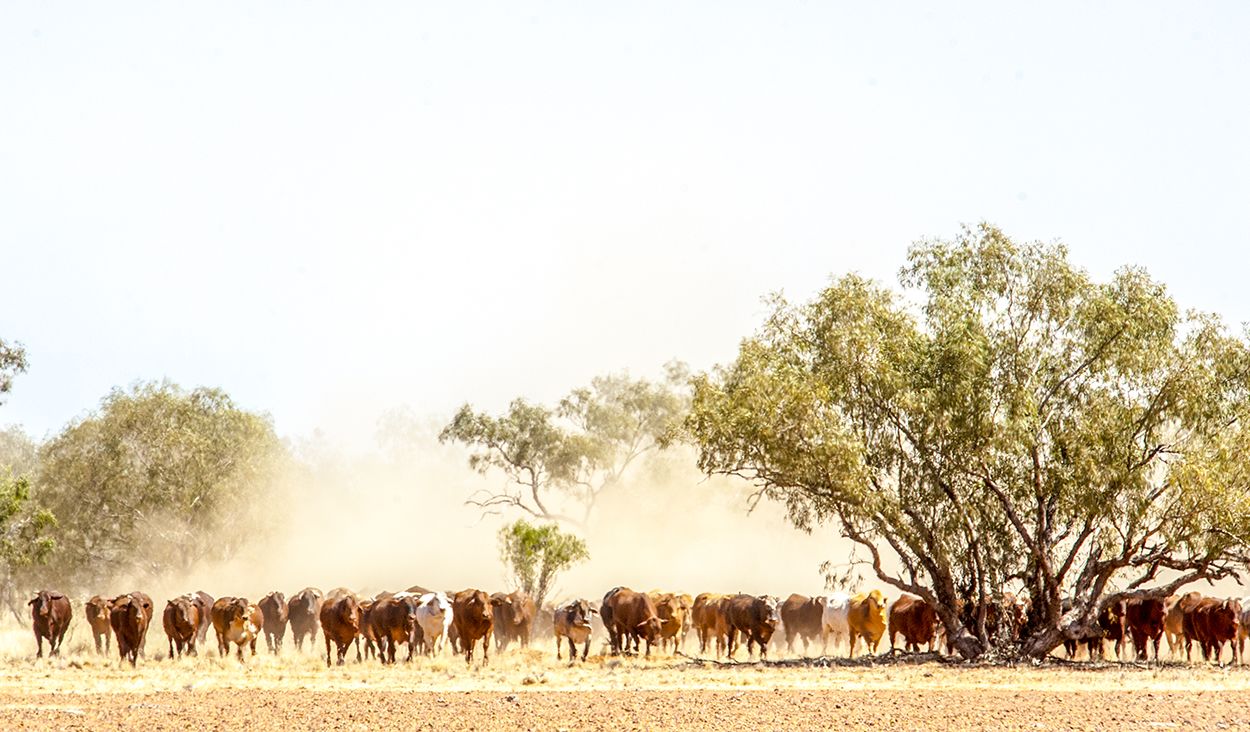A heard of cattle walking across a dusty paddock lined with trees.